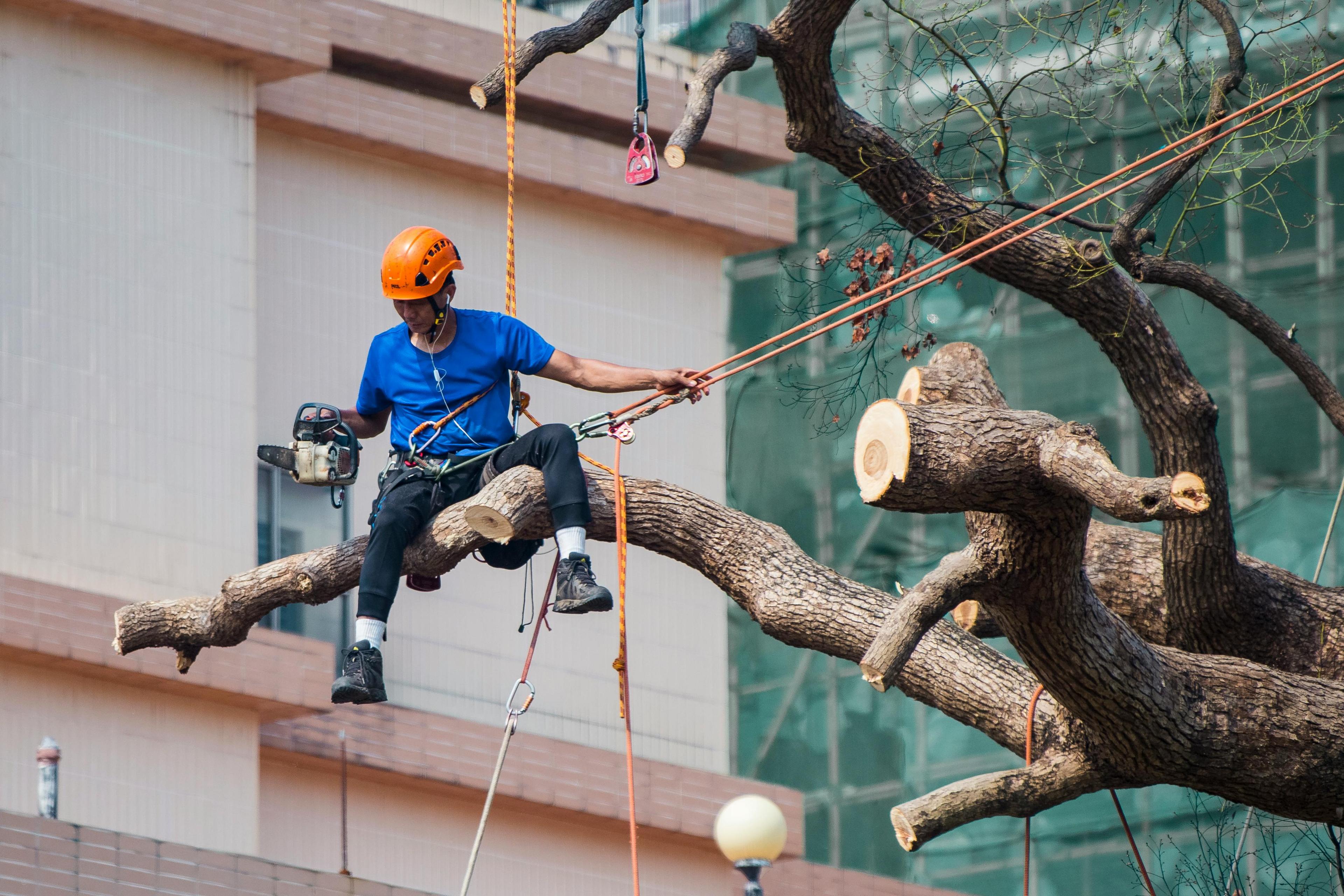 Expertise en soins des arbres