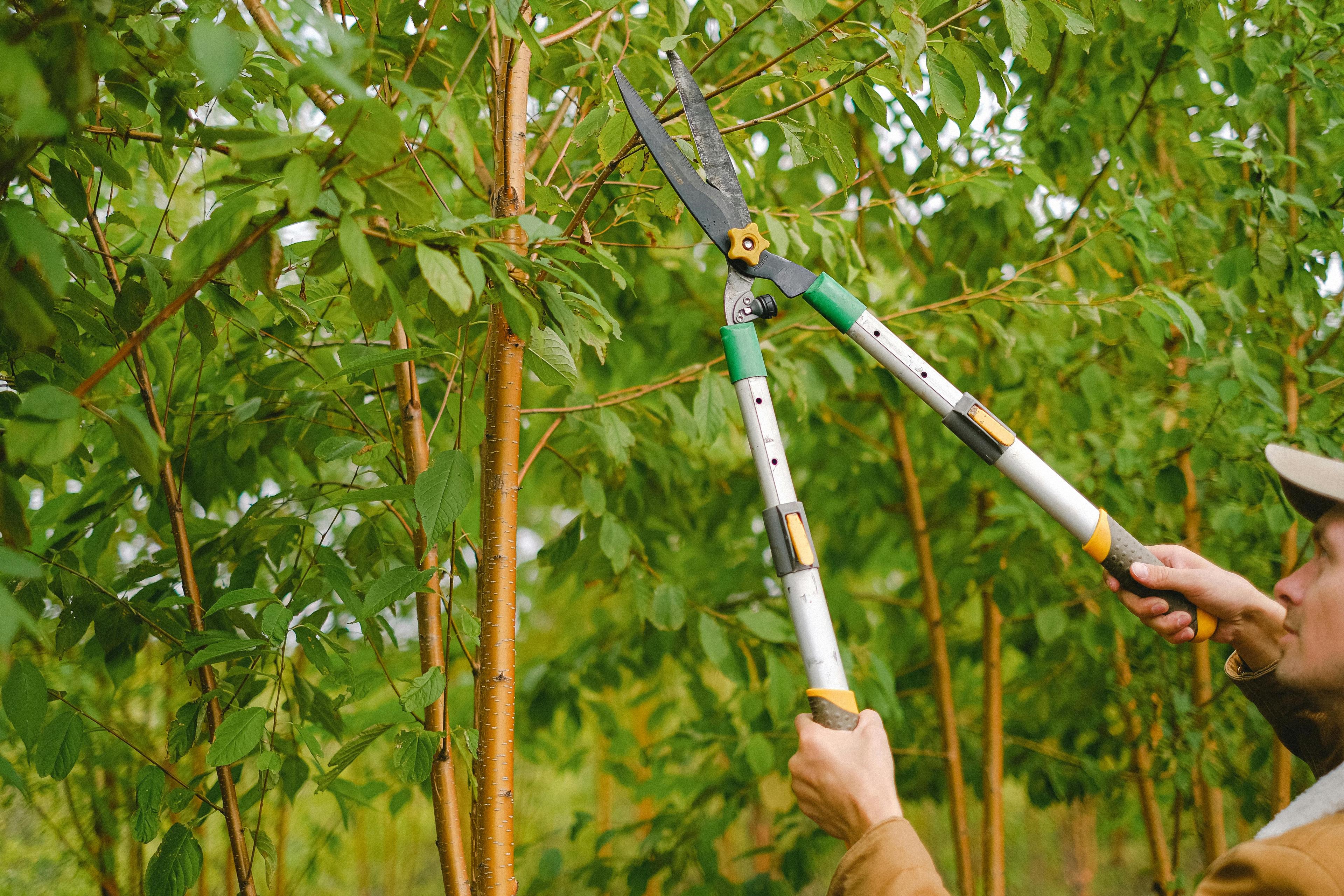 Taille et soin des plantes